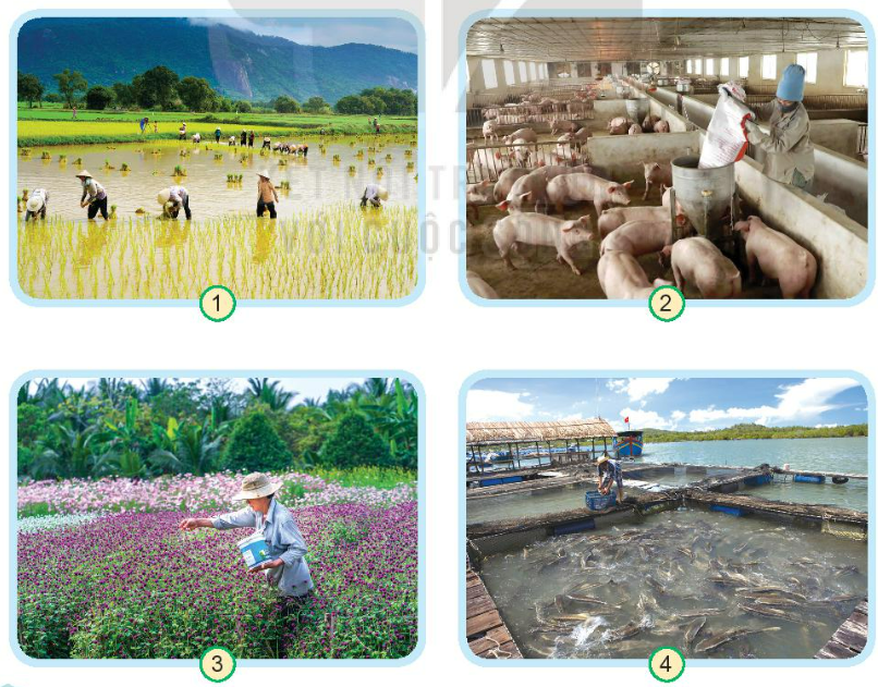 Giải bài 9 Hoạt động sản xuất nông nghiệp