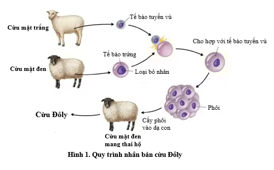 Quy trình nhân bản cừu, người ta tiến hành các bước như hình. Cừu Dolly sinh ra sẽ mang đặc điểm di truyền của con cừu nào? Giải thích. 