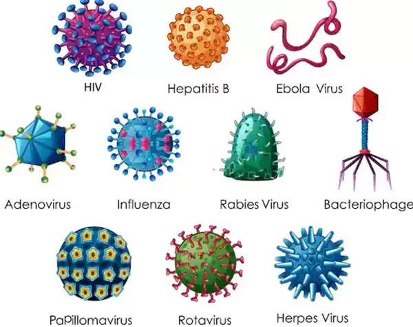Câu 3: Quan sát hình sau và sắp xếp tên virus vào nhóm hình dạng của chúng.