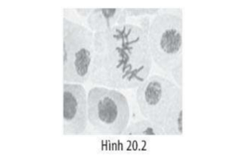 Ở ruồi giấm, có bộ nhiễm sắc thể 2n = 8. Một tế bào sinh dưỡng nguyên phân liên tiếp 4 lần. Môi trường nội bào đã cung cấp ...