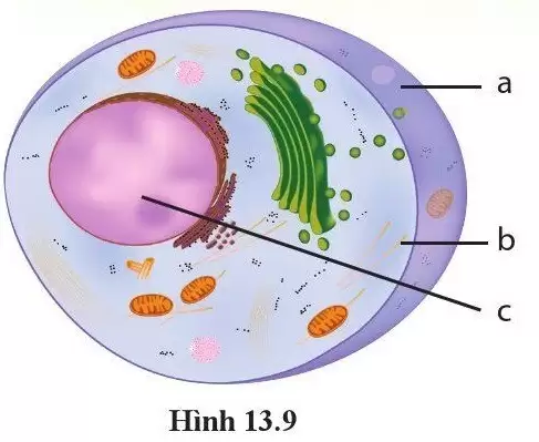 Hình dưới đây là tế bào động vật hay té bào thực vật? Giải thích và chú thích tên gọi, chức năng các thành phần trong hình. 