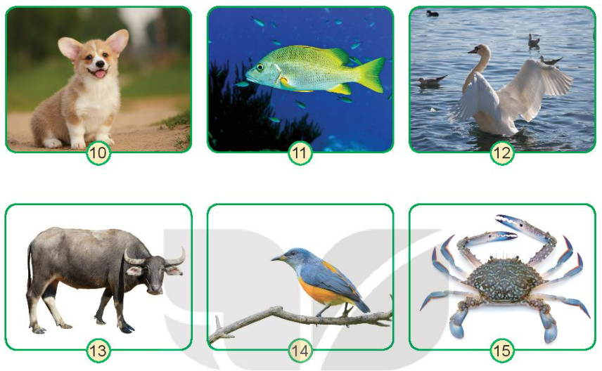 Giải bài 15 Một số bộ phận của động vật và chức năng của chúng